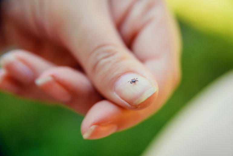 Essential Tick Safety Tips for Travelers in Sweden Essential Tick Safety Tips for Travelers in Sweden