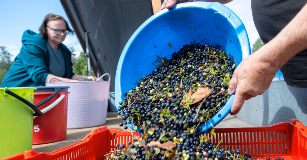 Finns Rush to Forests for Berry-Picking Sales Boom Finns Rush to Forests for Berry-Picking Sales Boom